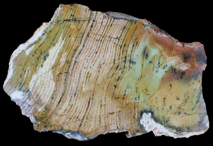 Strelley Pool Stromatolite Fossil - Billion Years Old #39035